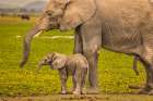Elephant Mother and Calf-Amboseli National Park-Africa Art Print